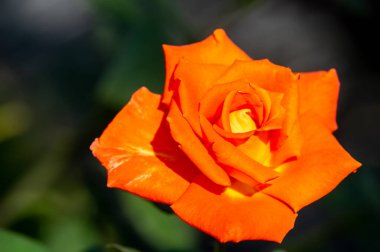 Gül bahçesi. Yüzeyin derinliği. Canlılık tüm buketi doldurur, yüksek merkezli büyük bir çiçeğe dönüşür, yapraklar kabarır, ve sarhoş edici bir lavanta kokusu.