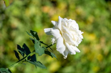 Gül bahçesi. Yüzeyin derinliği. Canlılık tüm buketi doldurur, yüksek merkezli büyük bir çiçeğe dönüşür, yapraklar kabarır, ve sarhoş edici bir lavanta kokusu.
