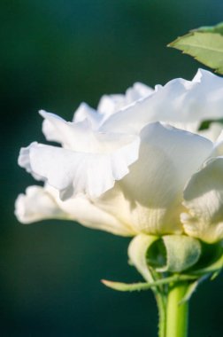 Gül bahçesi. Yüzeyin derinliği. Canlılık tüm buketi doldurur, yüksek merkezli büyük bir çiçeğe dönüşür, yapraklar kabarır, ve sarhoş edici bir lavanta kokusu.