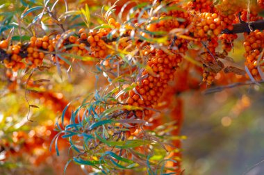 Deniz karabatağı, kalp hastalığı, deri durumu, ödem (iltihap) ve diğer hastalıkların tedavisinde kullanılır. Gıda ürünlerinde jöle, meyve suyu, safra ve sos yapımında deniz dikenli böğürtlen kullanılır.
