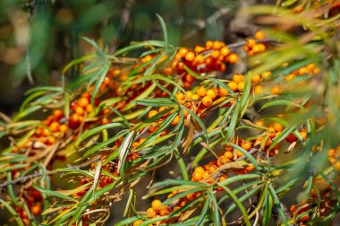 Deniz karabatağı, kalp hastalığı, deri durumu, ödem (iltihap) ve diğer hastalıkların tedavisinde kullanılır. Gıda ürünlerinde jöle, meyve suyu, safra ve sos yapımında deniz dikenli böğürtlen kullanılır.