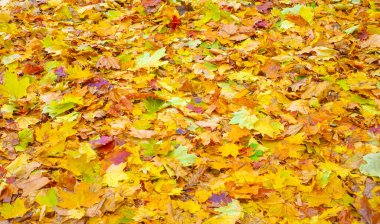 Sonbahar akçaağaç yaprağı, daha yüksek bir bitkinin düz bir yapısıdır. Direk sapına ya da gövdesine bağlı bir bıçağa benzer. Yapraklar fotosentez ve dönüşümün ana organlarıdır.