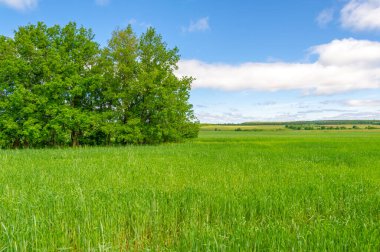 Bahar fotoğrafçılığı, genç mısır gevreği çekimleri. Olgunlaşmış buğday. Parlak güneşin altında yeşil fotosentez filizleri. Fosfor ve nitrojen gübreleri tanıtıldı