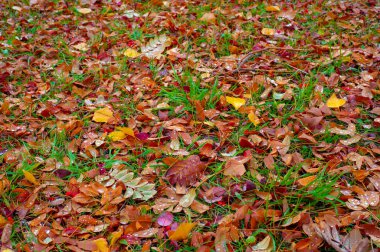 Sonbahar fotoğrafçılığı, sonbaharda yapraklar, yılın bu zamanında ağaçlar turuncu, kırmızı ve bakır çiçeklerden koparak canlanıyor.