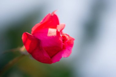 Gül bahçesi. Yüzeyin derinliği. Canlılık tüm buketi doldurur, yüksek merkezli büyük bir çiçeğe dönüşür, yapraklar kabarır, ve sarhoş edici bir lavanta kokusu.