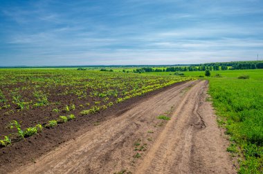 Yaz manzarası, bunaltıcı yaz günleri, ekilmiş tarlalarda mısır fideleri.