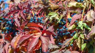 Ağaçların dallarında sonbahar yaprakları. Sonbahar yaprakları altın gibi dökülür, gökkuşağı gibi, değişim rüzgarları esmeye başlar, Eylül 'ün son günlerini görmezden gelerek..