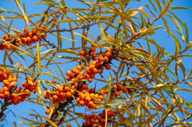 Deniz dikenleri A, B1, B2, B6, C ve diğer aktif bileşenleri içerir. Mide, bağırsak ülseri ve mide yanması belirtilerine karşı bazı aktiviteleri olabilir..