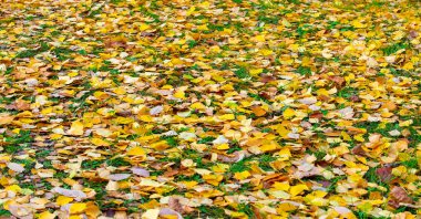 Huş ağacının renkli sonbahar yaprakları, yaprak döken, beyaz kabuklu ve kalp şeklinde yaprakları olan ağaç..