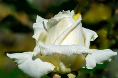 Gül bahçesi. Yüzeyin derinliği. Canlılık tüm buketi doldurur, yüksek merkezli büyük bir çiçeğe dönüşür, yapraklar kabarır, ve sarhoş edici bir lavanta kokusu.