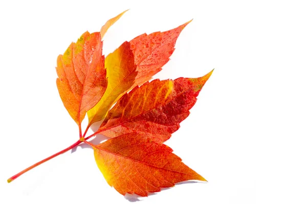 바탕에 나온다 가을은 계절이다 색깔이 변하고 공기가 바삭바삭 활동에 — 스톡 사진
