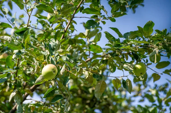 Elmalar. Elma kombinasyonunu seviyorum, bazıları sert ve keskin, bazıları da yumuşak ve tatlı. Ne yaparsan yap, pastaya baharat katma! Fransız pastasında tarçın ve hindistan cevizi olmaz..