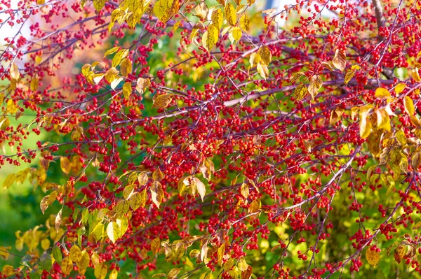 马六甲是一种统称为西伯利亚蟹的亚洲苹果树 用来种植盆景 它有大量芬芳的白花和直径约1厘米的可食红色或黄色果实 — 图库照片
