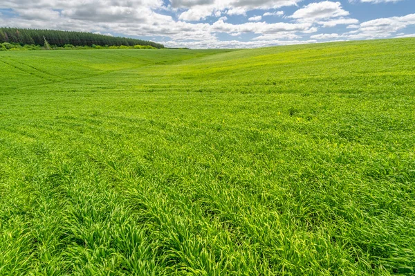 春日摄影 谷类的幼芽 成熟的小麦 在明亮的阳光下 绿芽光合作用 引进磷肥和氮肥 — 图库照片