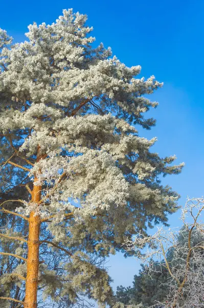 Bergen Winter Komt Eraan Samen Met Vallende Sneeuw Daalt Een — Stockfoto