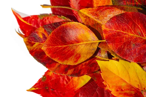 Autumn leaves on a white background. Autumn has always been my favorite season. When everything blooms with its last beauty, as if nature has been saving up strength all year for a grand finale.