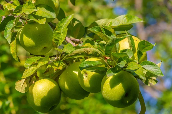 Äpfel Der Obstgarten Roch Nach Nassem Holz Und Reifen Früchten — Stockfoto