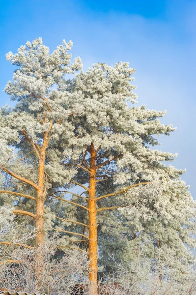大騒ぎも 締め切りも 絶対的な平和とリラクゼーションもありません 深い雪に覆われた森林 粗い木や低木 雪の白い頂 木を覆う — ストック写真