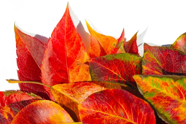 Podzimní Listí Bílém Pozadí Milujte Stromy Dokud Neopadne Listí Pak — Stock fotografie
