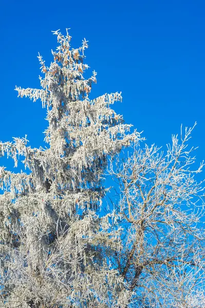Montagne Inverno Venite Conoscere Bellissimo Paesaggio Durante Escursioni Invernali Dai — Foto Stock