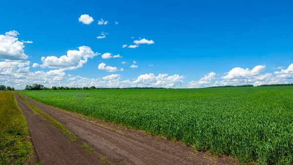 在夏季摄影中 小麦是一种谷物植物 是温带国家最重要的作物 其谷物被用来生产面包 糖果等面粉 — 图库照片