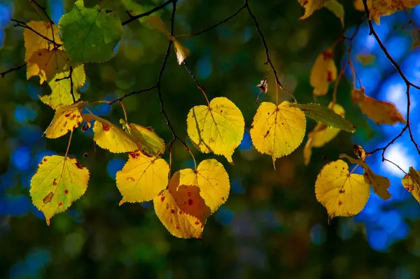 Autumn Photography Leaves Fall Time Year Trees Seem Come Life — Stock Photo, Image