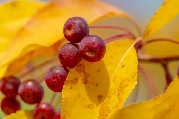 マルス バカータは シベリアカニと総称されるアジアのリンゴの木で 盆栽を育てるために使用されます 豊かな芳香のある白い花を咲かせ 直径約1Cmの赤や黄色の果実を食用とします — ストック写真