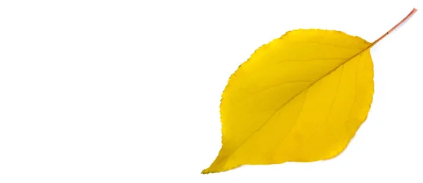 Autumn Leaves White Background Anyone Who Thinks Fallen Leaves Dead — Stock Photo, Image