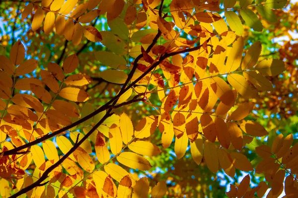 Herbstlandschaft Skizze Des Herbstes Auf Dem Foto Gelb Bordeauxrote Blätter — Stockfoto
