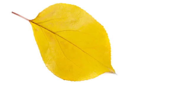 Осенние Листья Белом Фоне Мой Любимый Цвет Октябрь Осень Побеждает — стоковое фото