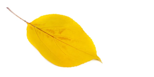 Осенние Листья Белом Фоне Каждый Лист Говорит Блаженстве Трепещущем Осеннем — стоковое фото