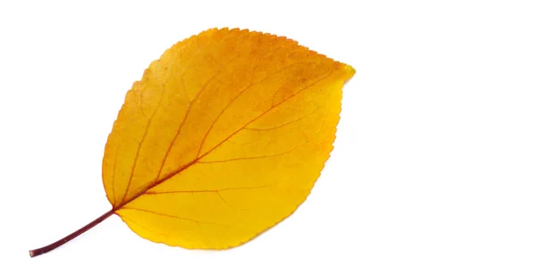 Осенние Листья Белом Фоне Осенние Листья Падают Летят Торопятся Используют — стоковое фото