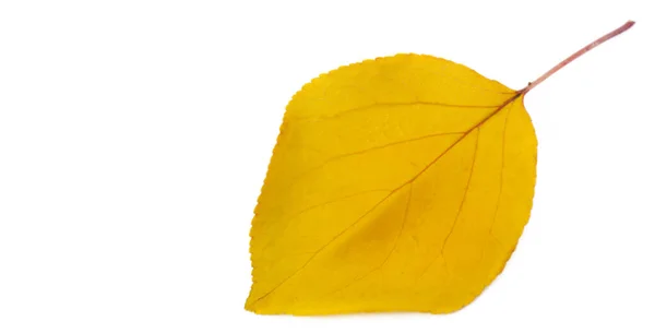 Осенние Листья Белом Фоне Осень Любимое Время Года Листья Меняют — стоковое фото