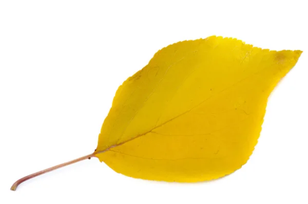 Осенние Листья Белом Фоне Люблю Деревья Тех Пор Пока Листья — стоковое фото