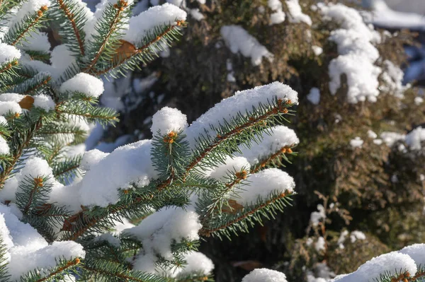 Sneeuw Grond Bomen Gras Vraag Sneeuw Van Bomen Velden Houdt — Stockfoto