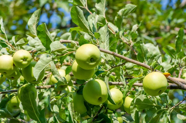 Яблука Насправді Дерева Зважуються Зеленими Яблуками Жовтими Плямистими Грушами Крабами — стокове фото