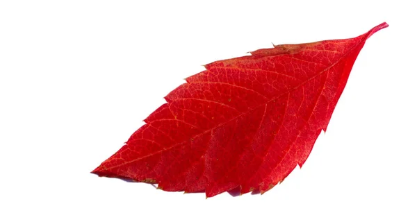 Herfst Bladeren Een Witte Achtergrond Herfst Altijd Mijn Favoriete Seizoen — Stockfoto