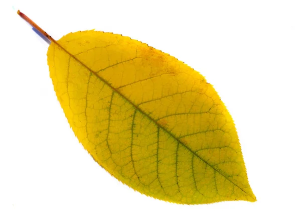 Осенние Листья Белом Фоне Осень Самое Трудное Время Года Листья — стоковое фото
