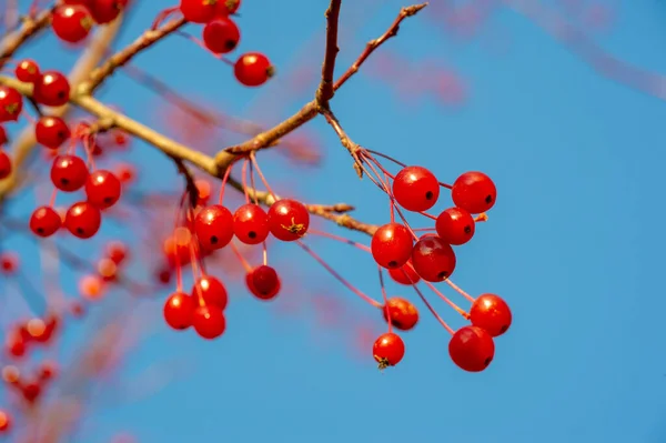 Podzimní Fotka Malá Červená Dekorativní Jablka Stromě Parku — Stock fotografie