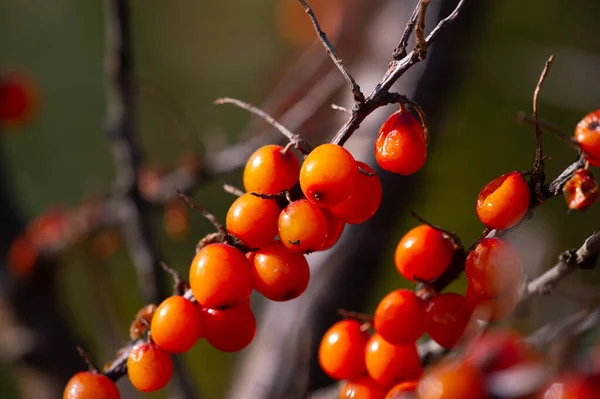 Sea Buckthorn Contains Vitamins Other Active Ingredients May Have Some — Stock Photo, Image