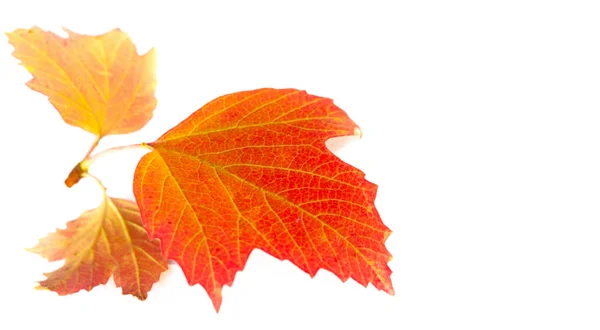 Herbstblätter Auf Weißem Hintergrund Jedes Blatt Spricht Mir Von Glückseligkeit — Stockfoto