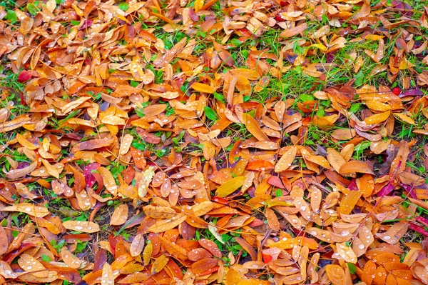 stock image Autumn photography, leaves in the fall, At this time of the year the trees seem to come to life, breaking from orange, red and copper flowers