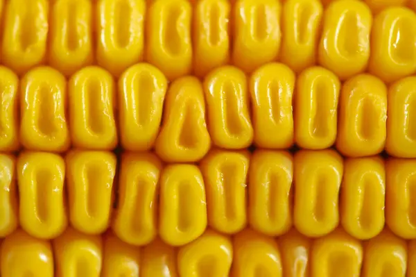 玉米是一种高大的一年生草本 有粗壮的体格 谷类植物 豆科植物 和可食用的谷类 玉米被用作牲畜饲料 人类的食物 生物燃料 — 图库照片