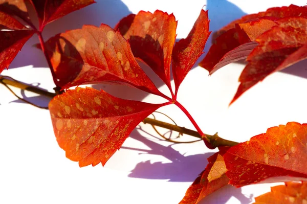 Осенние Листья Белом Фоне Осень Всегда Моим Любимым Сезоном Расцветает — стоковое фото