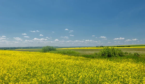 Rapeseed Brassica Napus Subsp Napus Bright Yellow Flowering Cultivated Thanks — Stock Photo, Image