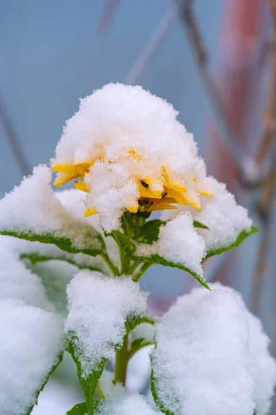Primeira Neve Caiu Folhas Outono Inverno Uma Gravura Primavera Uma — Fotografia de Stock