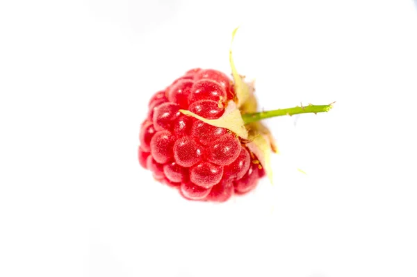 라즈베리 늦여름에는 라즈베리 들판에서 냉장고로 들어간다 열매를 활용하여 수있는 기회입니다 — 스톡 사진