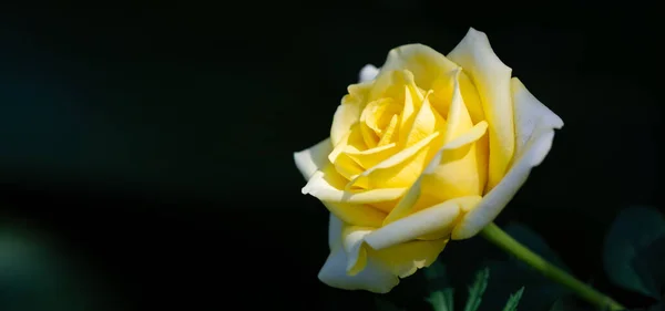 Garden Rose Mělká Hloubka Pole Vitalita Naplňuje Celou Kytici Plně — Stock fotografie