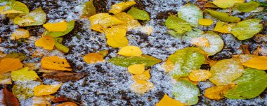 Huş ağacının renkli sonbahar yaprakları, yaprak döken, beyaz kabuklu ve kalp şeklinde yaprakları olan ağaç..