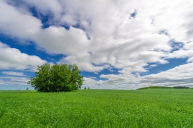 Bahar fotoğrafçılığı, genç mısır gevreği çekimleri. Olgunlaşmış buğday. Parlak güneşin altında yeşil fotosentez filizleri. Fosfor ve nitrojen gübreleri tanıtıldı